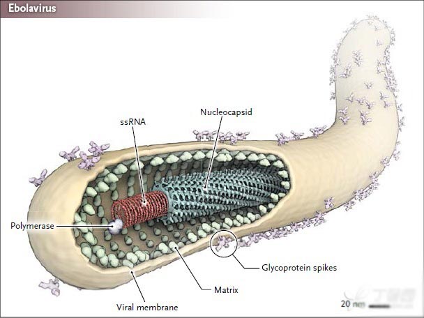埃博拉病毒究竟有多可怕?